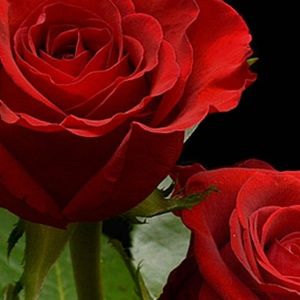 Meet your Posher, Mary-beth